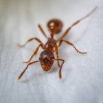 Cómo eliminar plaga de hormigas